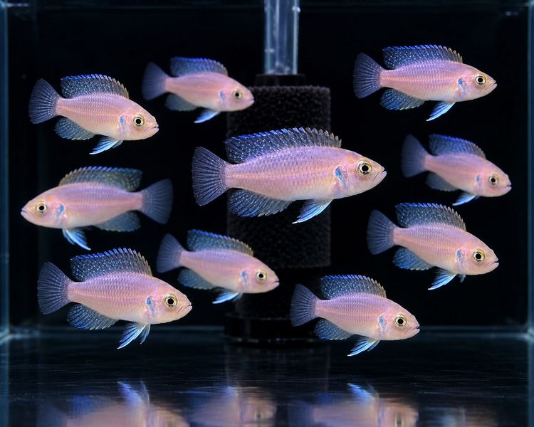 Neolamprologus brevis 3-4cm